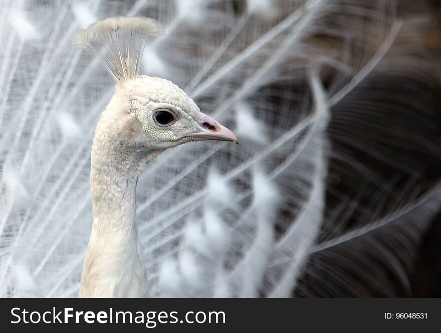 White leucistic Indian peacock Pavo cristatus with tail feathe