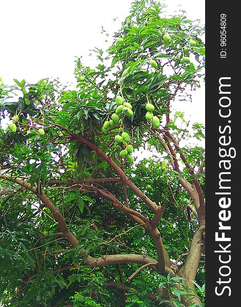 Ripe green jackfruits hanging from tropical tree. Ripe green jackfruits hanging from tropical tree.