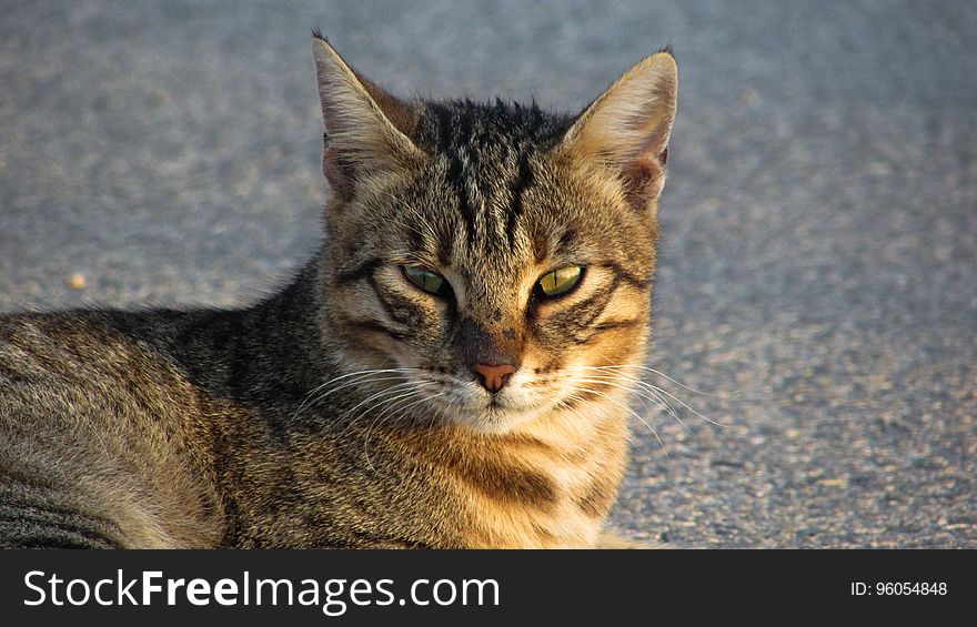 A stray tabby cat lying on a street.