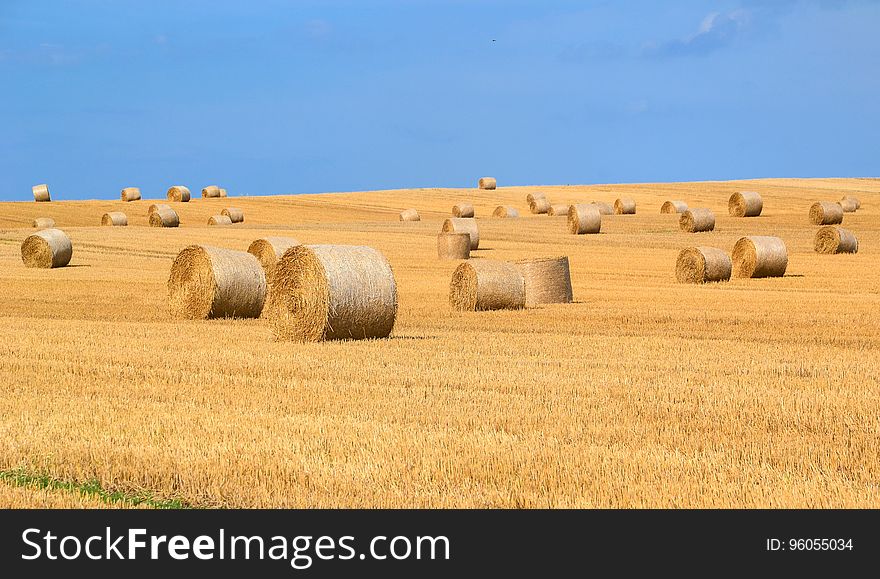 A field with bales of straw ready for collecting.