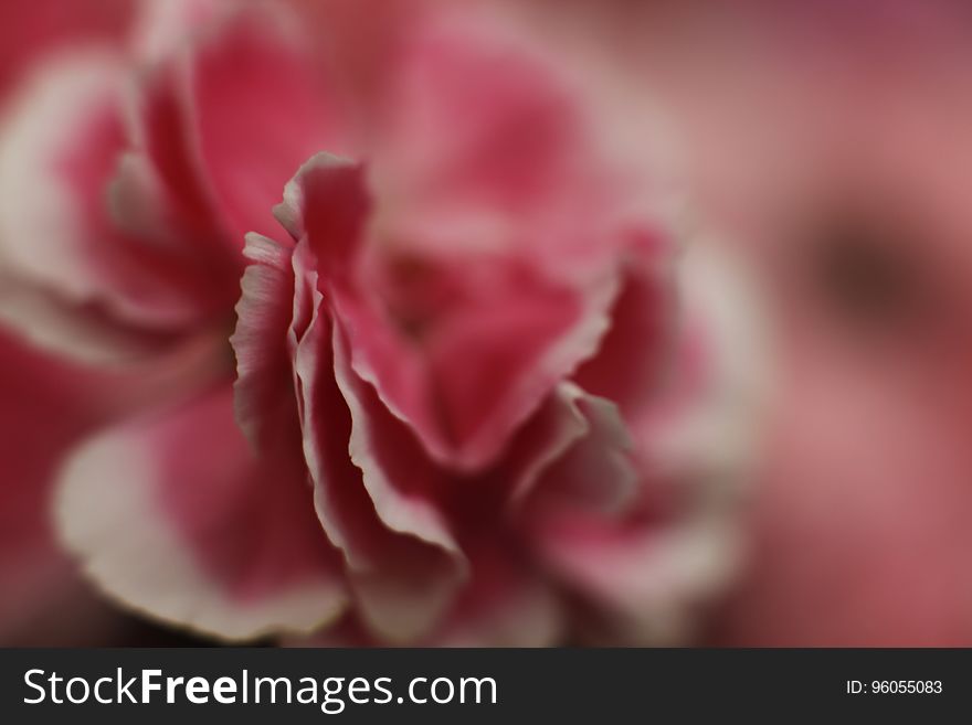 Pink and white (possibly a rose) flower with selective focus on the edge of the nearest petals and blurring in the background. Pink and white (possibly a rose) flower with selective focus on the edge of the nearest petals and blurring in the background.