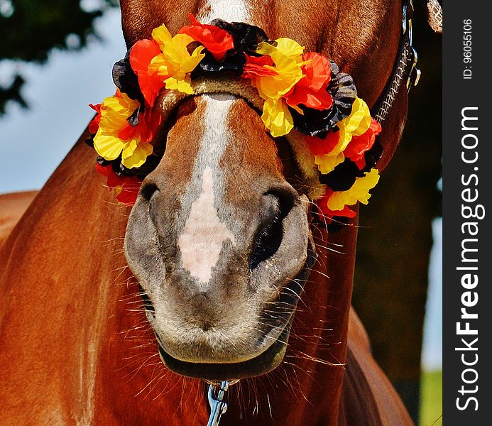 Brown Horse With Yellow Black and Red Flower Headdress