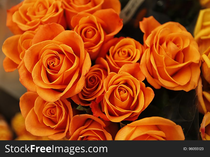 Bouquet of cut orange roses.