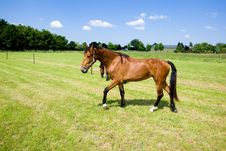 Two Horses Royalty Free Stock Photos Two Horses Royalty Free Stock Photos