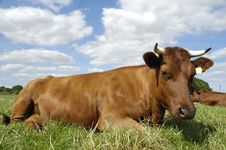 Resting Cow Stock Image Resting Cow Stock Image