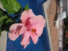 Hibiscus Flower Stock Photography Hibiscus Flower Stock Photography