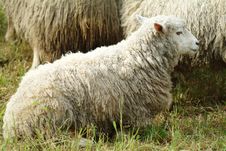 Flock Of Sheep Stock Photos Flock Of Sheep Stock Photos