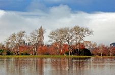 Birches In Winter Stock Photography Birches In Winter Stock Photography