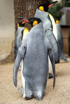 King Penguin Royalty Free Stock Photos