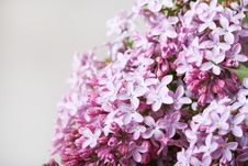 Violet Flowers Of Lilac Stock Photos Violet Flowers Of Lilac Stock Photos