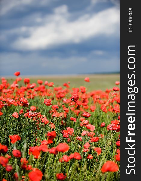 Red poppy field, selective focus