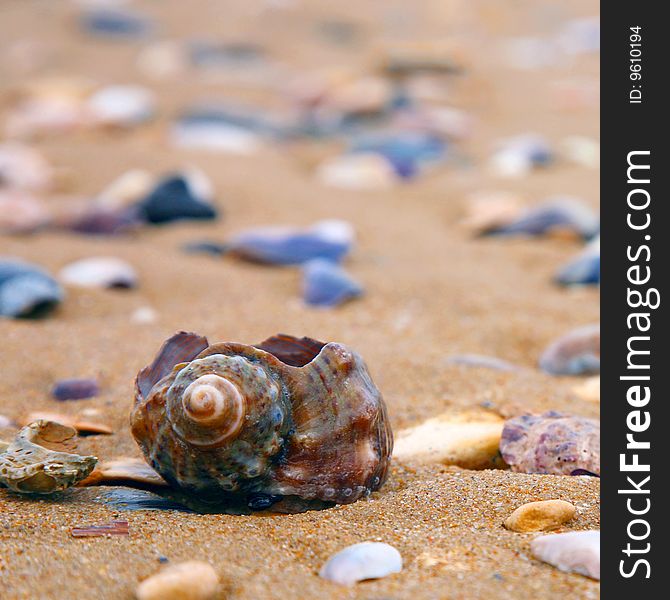 Sea shells on the beach sand. Sea shells on the beach sand