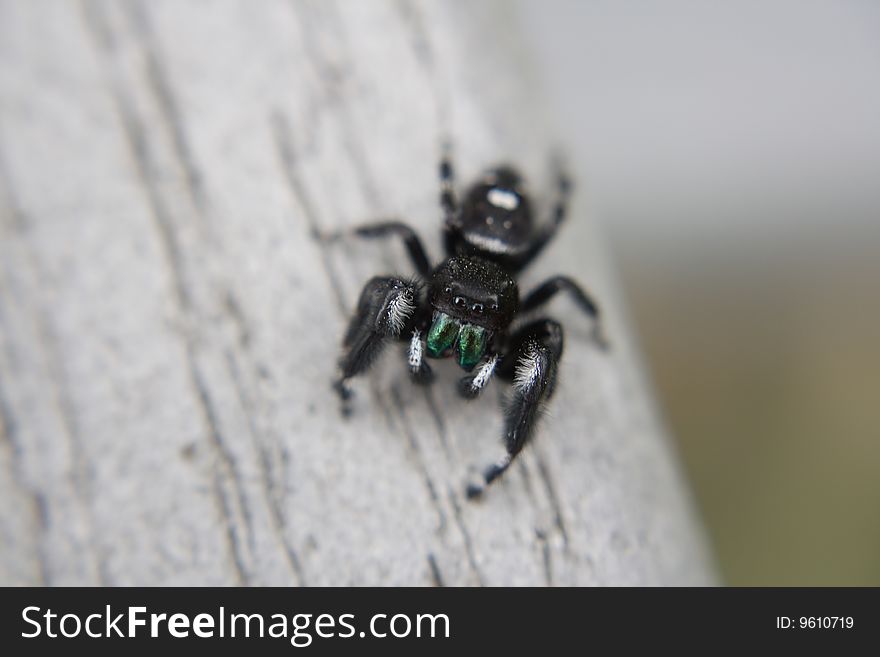 Close-up of a jumping spider from the Family of salticidae. Close-up of a jumping spider from the Family of salticidae