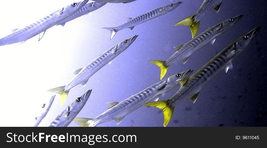 Underwater Yellowtail Barracuda shoal in the pacific ocean. Underwater Yellowtail Barracuda shoal in the pacific ocean