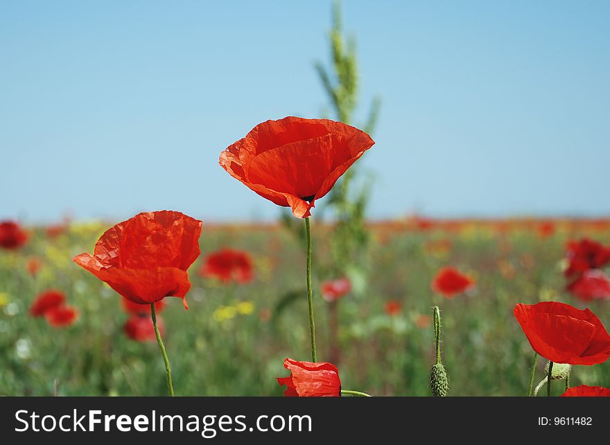 Flower of poppy against bright field and blue sky. Flower of poppy against bright field and blue sky