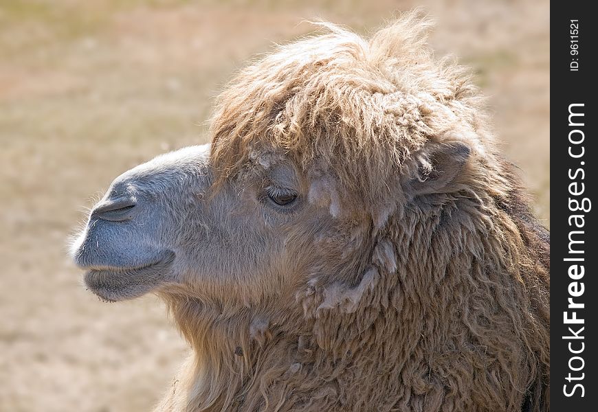 Camel head closeup. outdoors daylight