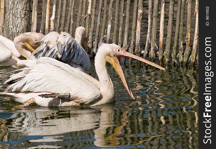 Pelicans on a pond. daylight