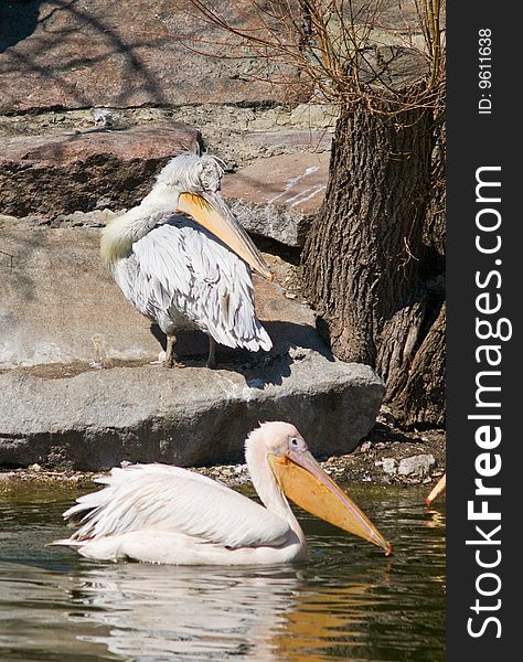 Pelicans on a pond. daylight