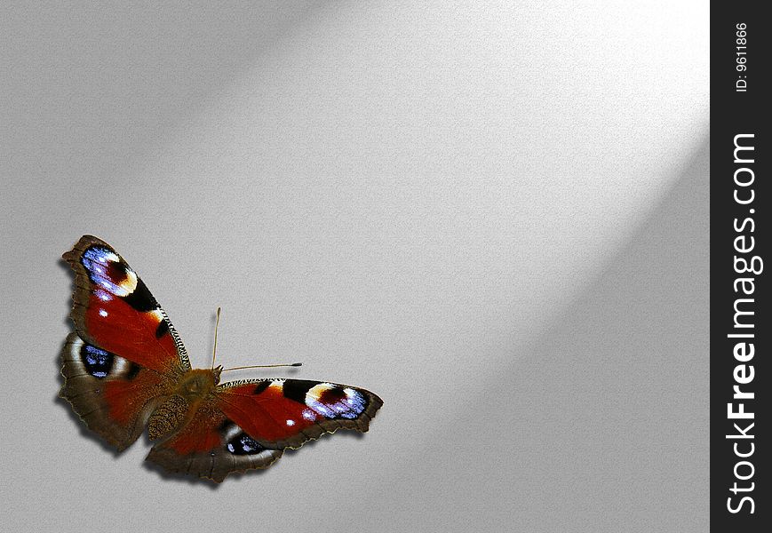 Butterfly Isolated In Ray Of Light