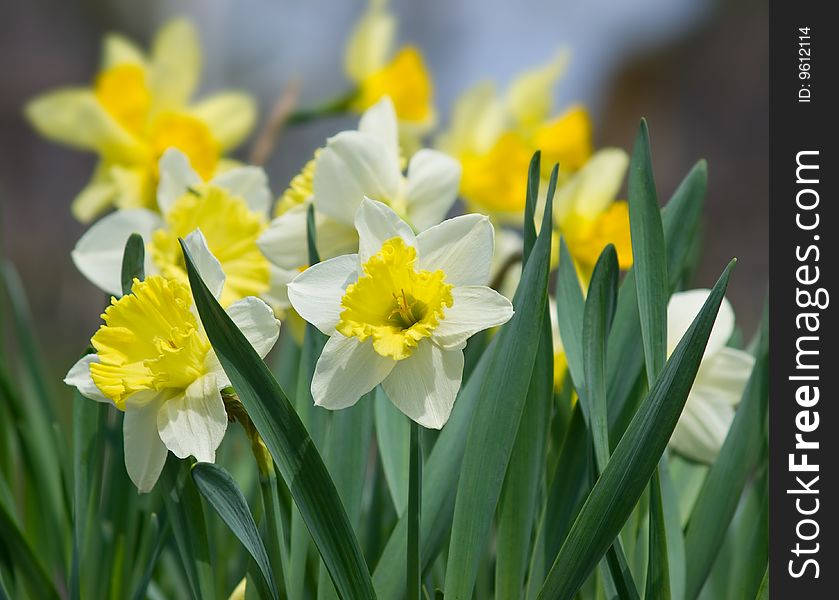 Yellow white daffodil flowers closeup. Yellow white daffodil flowers closeup