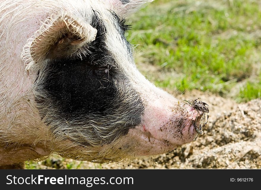 Portrait of a pig in the open field.