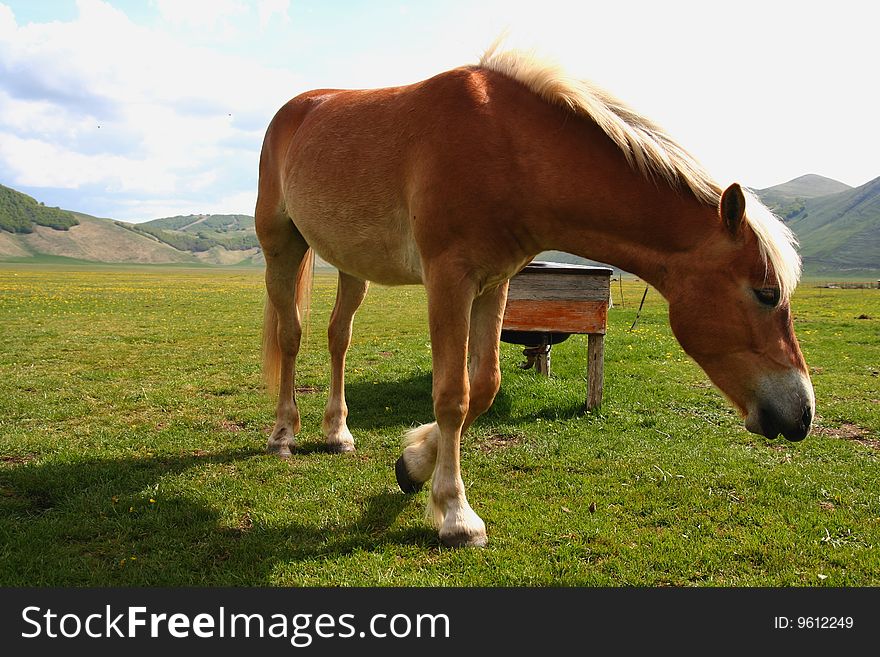 Image of an horse eating grass in Castelluccio di Norcia - umbria - italy