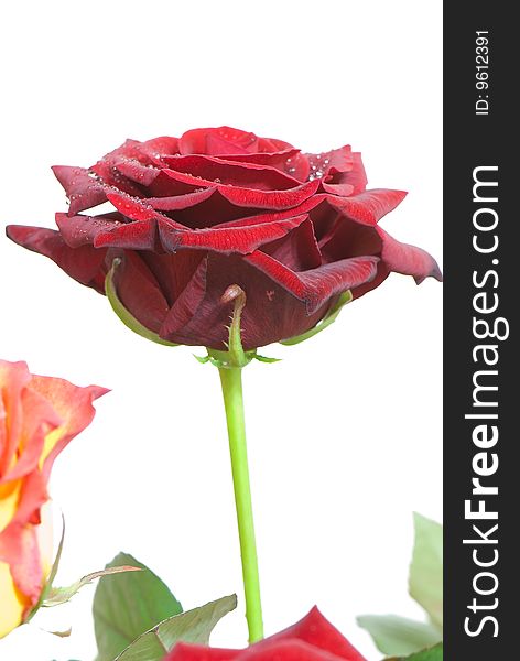 Beautiful close-up rose with water drops removed close up on a light background