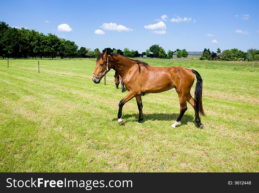 Two horses in the open field