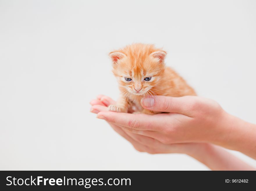 Small red kitten in human hands on white background
