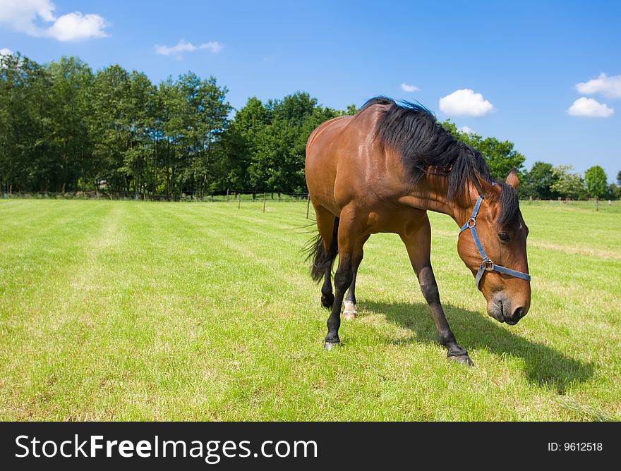Horse in the open field.