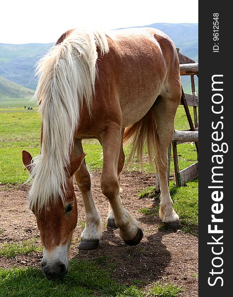 Horse eating grass in Castelluccio