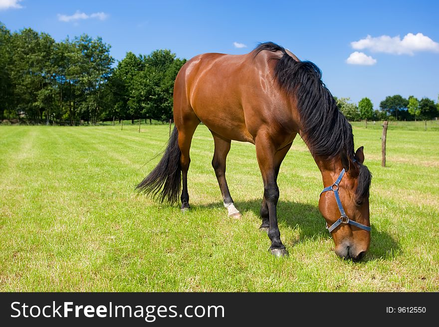 Horse eating grass in the open field.