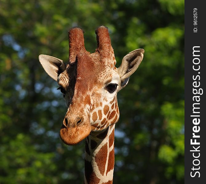 Giraffe head portrait on green background