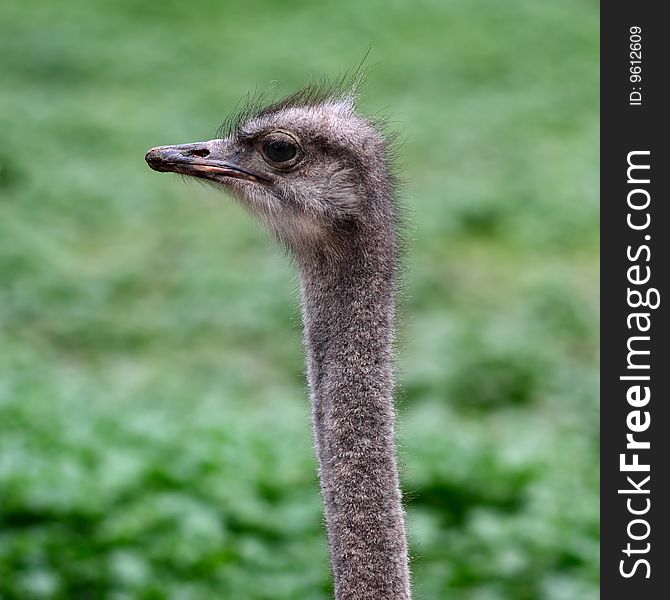 Ostrich head close-up