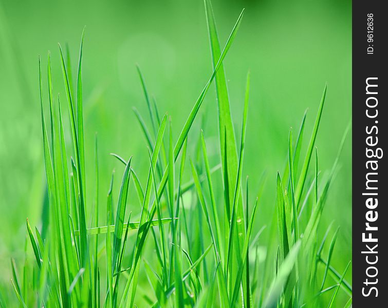 Green grass blades close-up photo. Green grass blades close-up photo