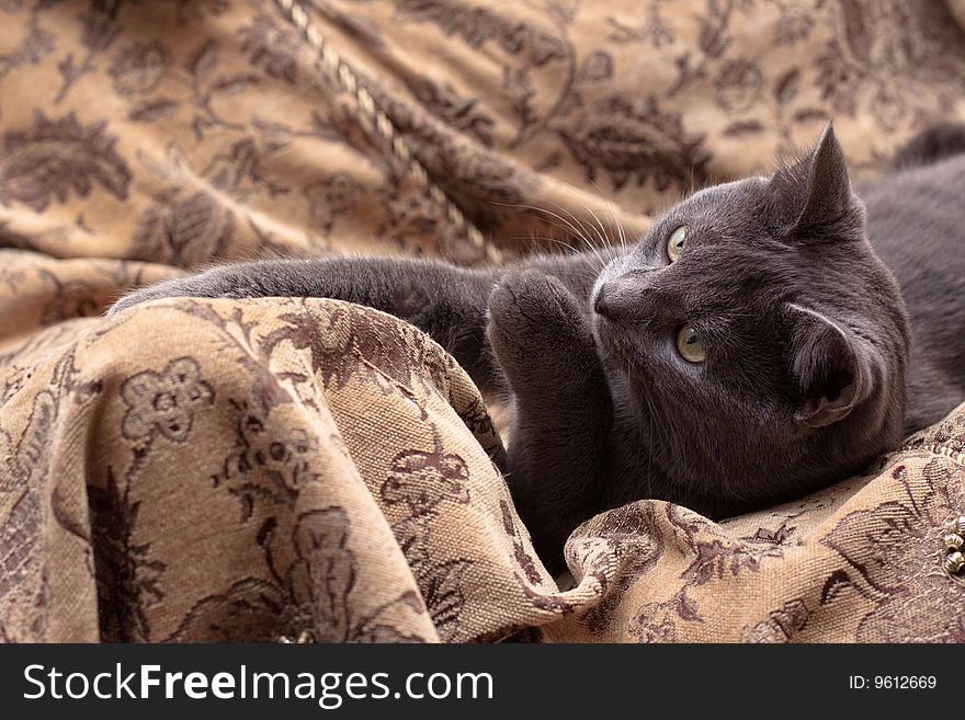 Grey cat lying on gobelin. Grey cat lying on gobelin