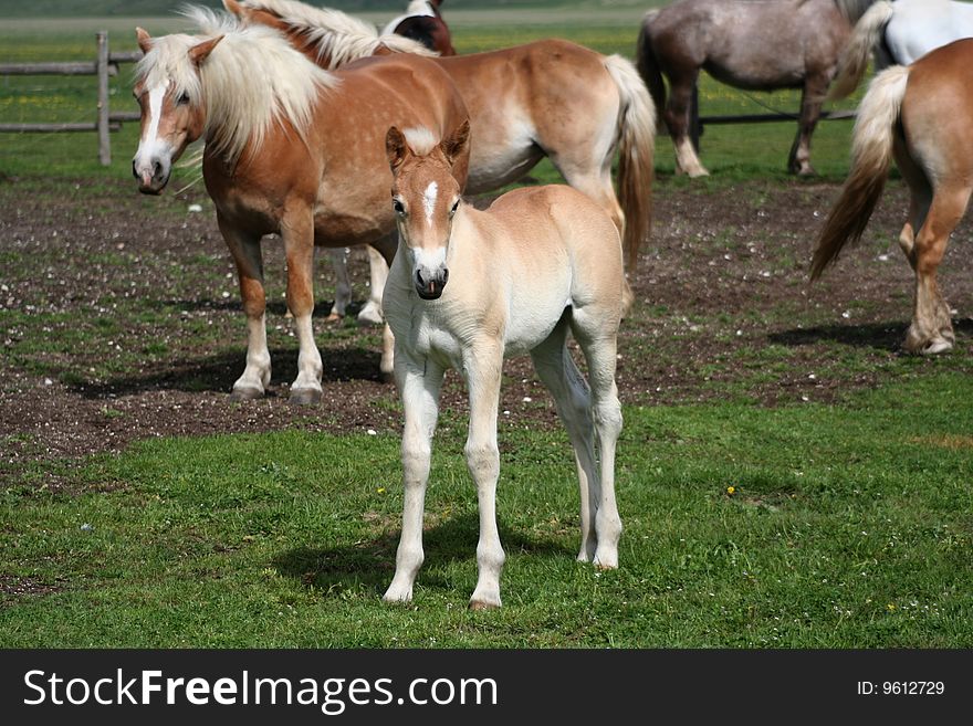 Foal And Horses
