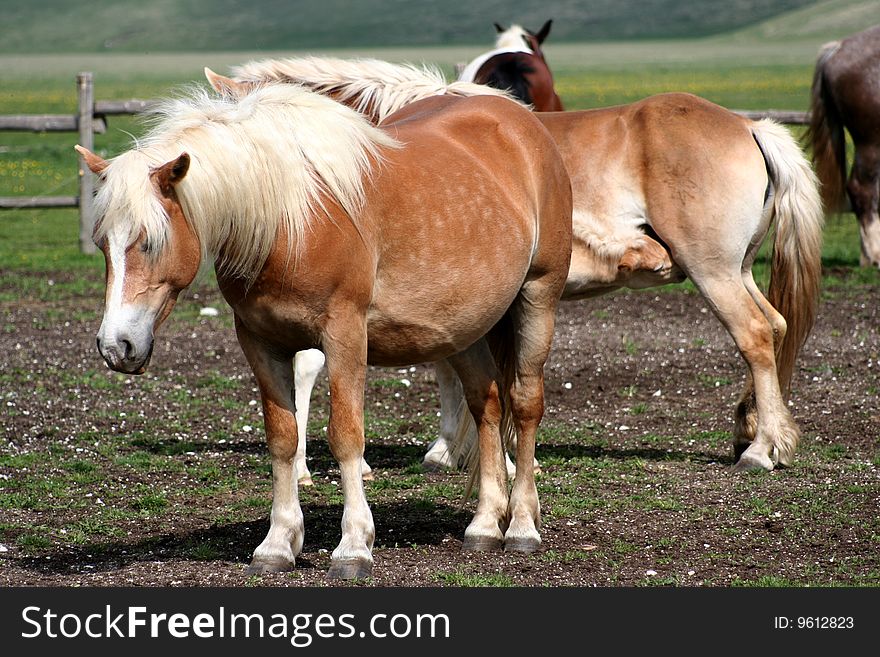 Image of horses in Castelluccio di Norcia - umbria - italy