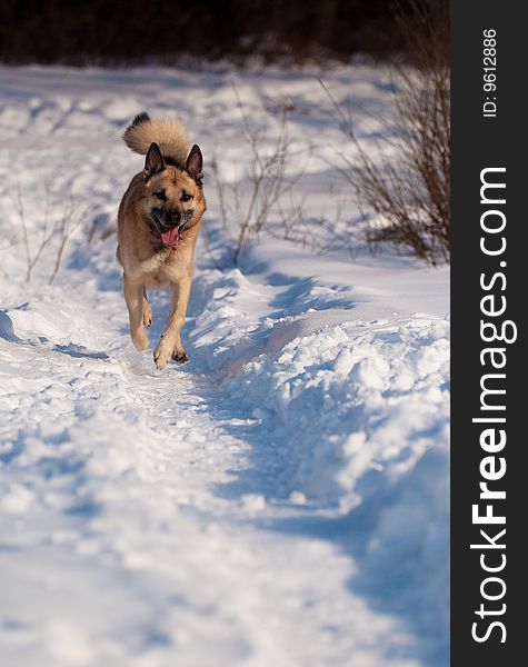 Running West Siberian Laika, snow and morning sunlight. Running West Siberian Laika, snow and morning sunlight