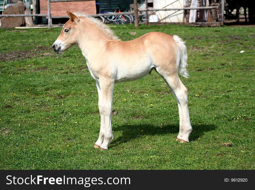 Image of a foal in Castelluccio di Norcia - umbria - italy