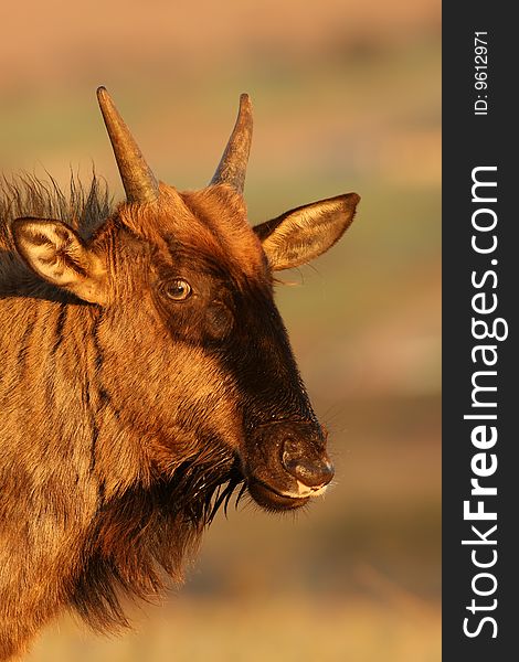 Portrait of a young Wildebeest taken in South Africa.