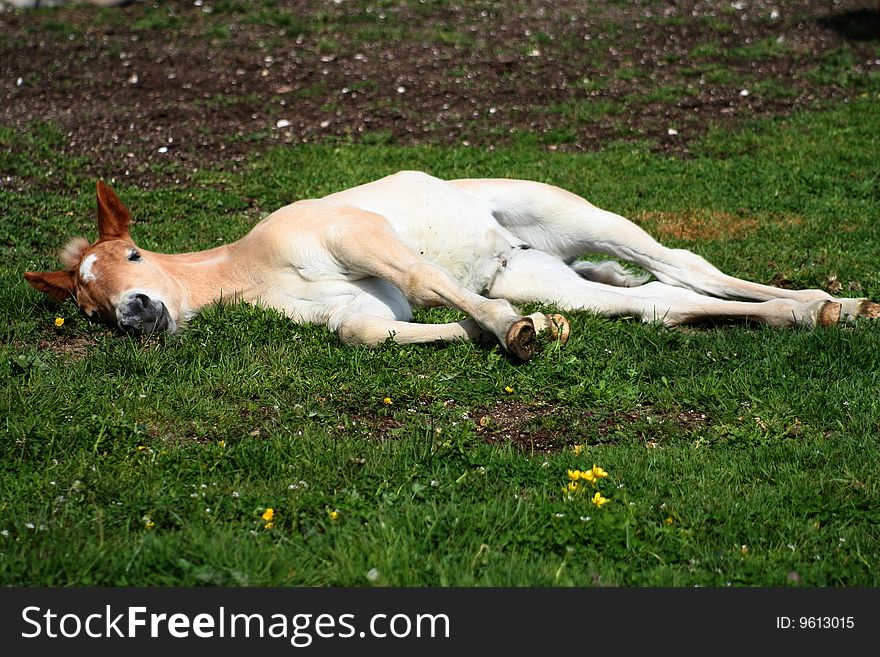 Asleep Foal