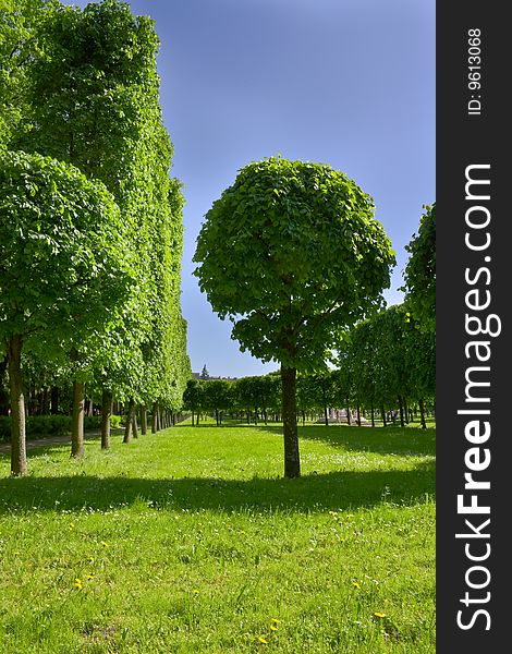 Avenue of trees in well-groomed park. A summer landscape.