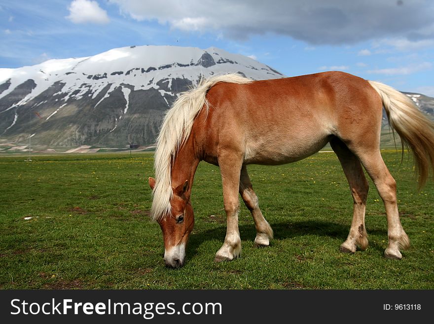 Horse Eating Grass In Castelluccio