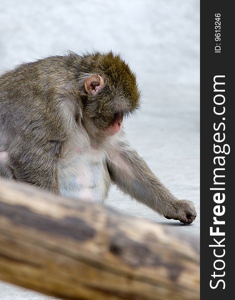Macaca fuscata grey japanese monkey female