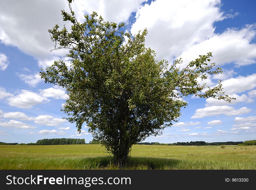 A tree is standing on a corn field. A tree is standing on a corn field.