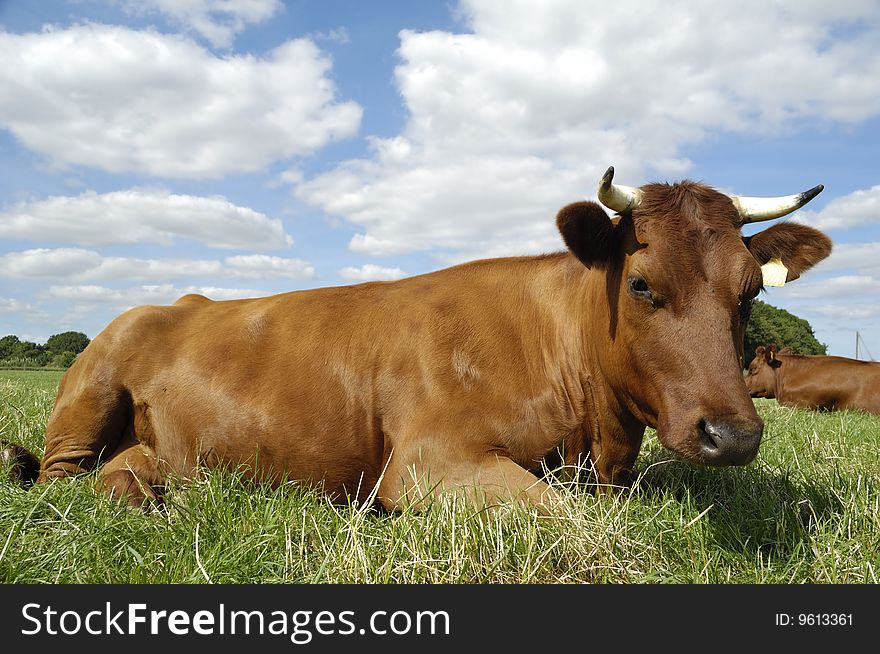 Cow is resting on a green field. The sky is blue with white clouds. Cow is resting on a green field. The sky is blue with white clouds