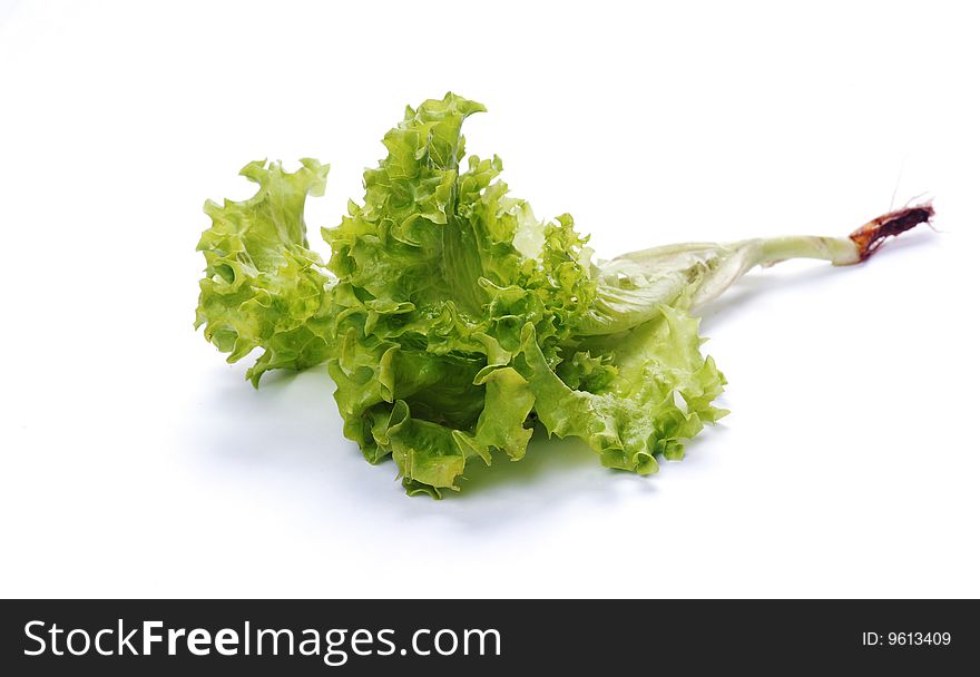 Green salad lettuce with a root on a white background