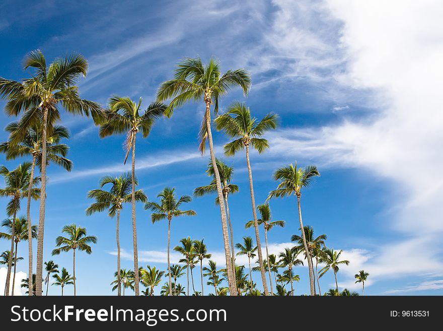 Many palms on the beach island on blue cloudy sky. Many palms on the beach island on blue cloudy sky