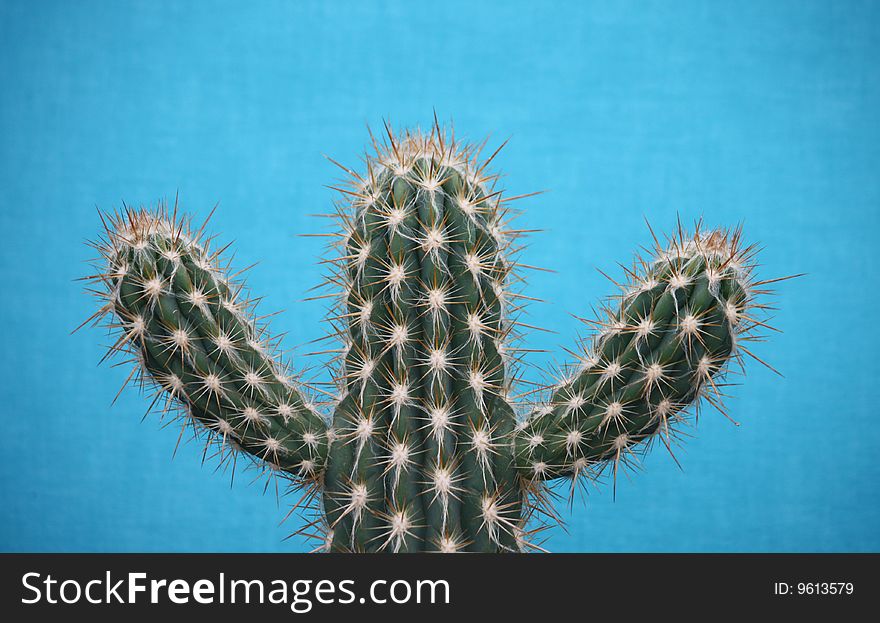 Spiky Cactus.
